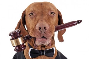 cane legge decreto petlocal.eu