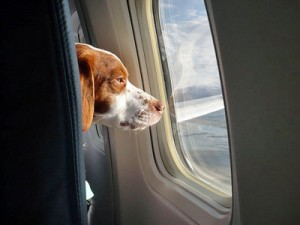 pettravel petlocal pet travel with petlocal.eu