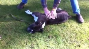 Salva il tuo animale con le manovre di rianimazione- petlocal.eu_1
