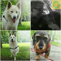 pet sitter dog sitter lugano mendrisio petlocal.eu pet advisor directory per animali domestici