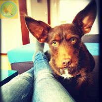pet sitter dog sitter lugano mendrisio petlocal.eu pet advisor directory per animali domestici