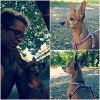 pet sitter dog sitter lugano mendrisio petlocal.eu pet advisor directory per animali domestici