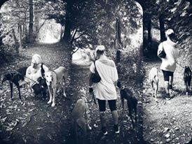 pet sitter dog sitter lugano mendrisio petlocal.eu pet advisor directory per animali domestici