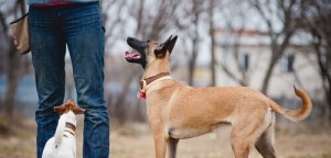cani-capiscono-umani-cani-che-parlano-pet-feeling-simbiosi-animale-petlocal-community-petadvisor