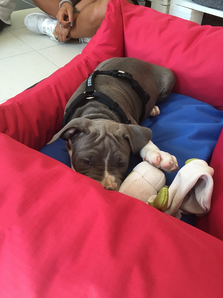 ombra animale toelettatura cani e gatti a Balerna - PetLocal.eu