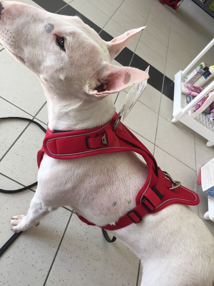 ombra animale toelettatura cani e gatti a Balerna - PetLocal.eu